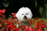 BICHON FRISE 546